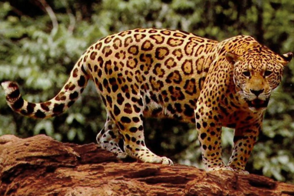 Jaguar en el Parque Nacional Corcovado en Costa Rica