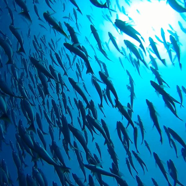 Group of fishes at Caño Island