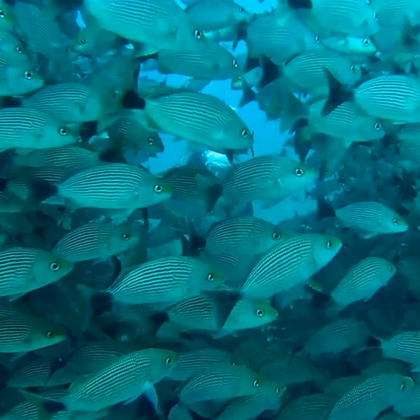 Fishes at Cañp Island