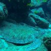 Turtle at Caño Island