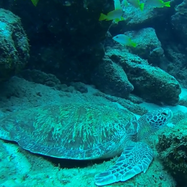 Turtle at Caño Island