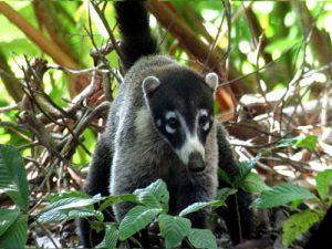 Pisote in Corcovado National Park