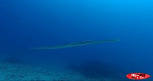 Cornetfish sea animals