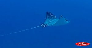 Eagle ray sea animals