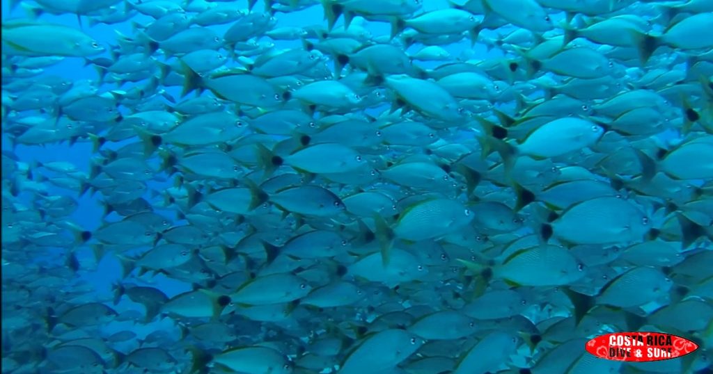 Grunt Fish Costa Rica Caño Island