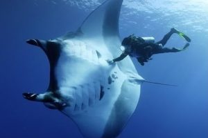 Manta Ray a giant of the ocean