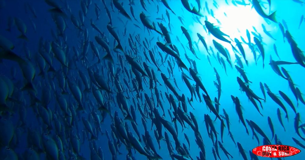 Sea animals at caño island costa rica