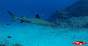 white tip reef shark sea animals