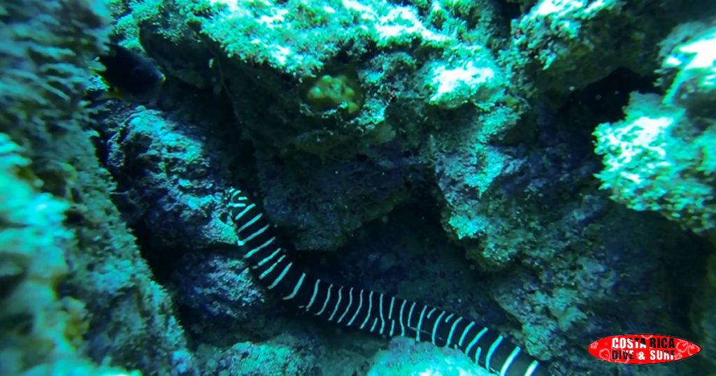 Zebra Moray Costa Rica Caño Island