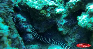 Zebra moray sea animals