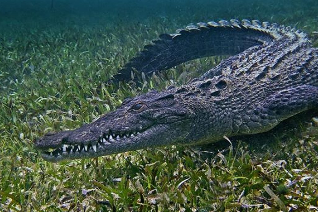American Crocodile Corcovado National Park