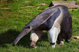 Oso hormiguero, uno de los animales en peligro de extinción.