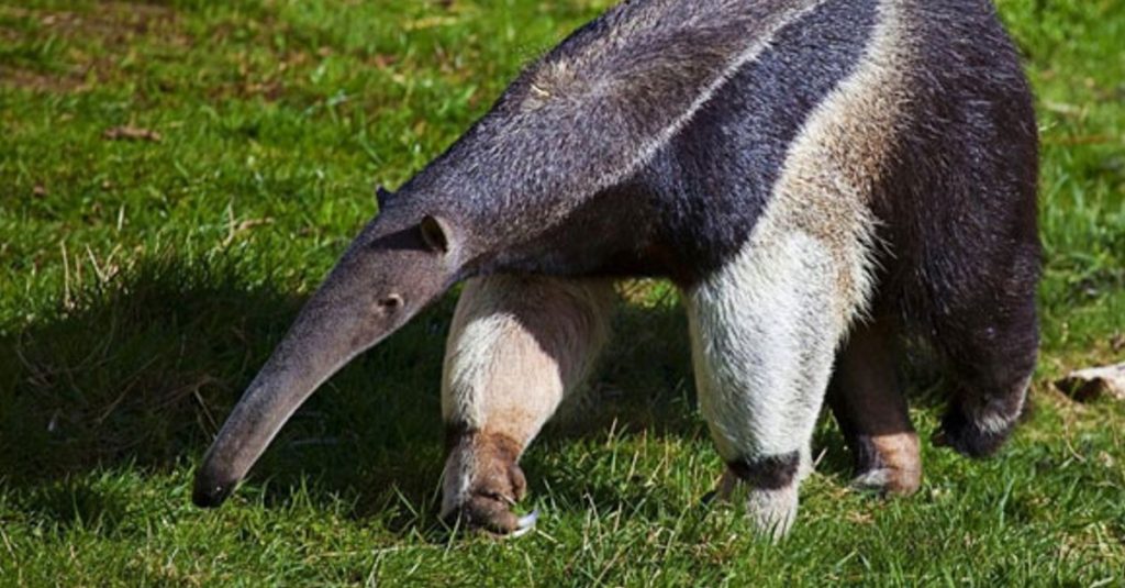 Oso hormiguero, uno de los animales en peligro de extinción