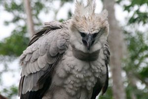 Harpy Eagle at Corcovado National Park