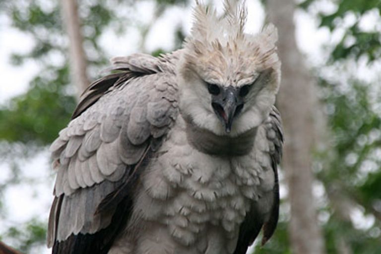 Harpy Eagle at Corcovado National Park Costa Rica Dive and Surf