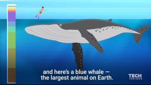How deep the ocean is ?