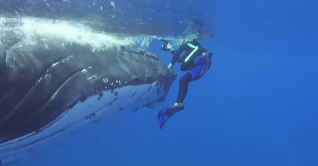 Salvada por una ballena jorobada