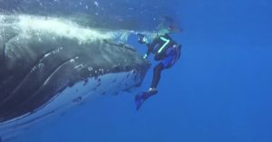 Saved by a humpback whale