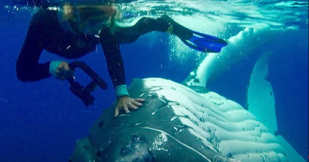 Biologist interacting with a humpback whale