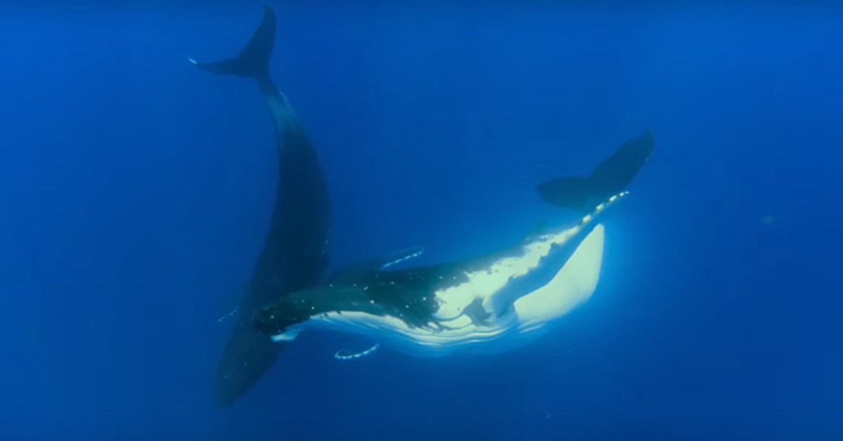 Two humpback whales swimming together