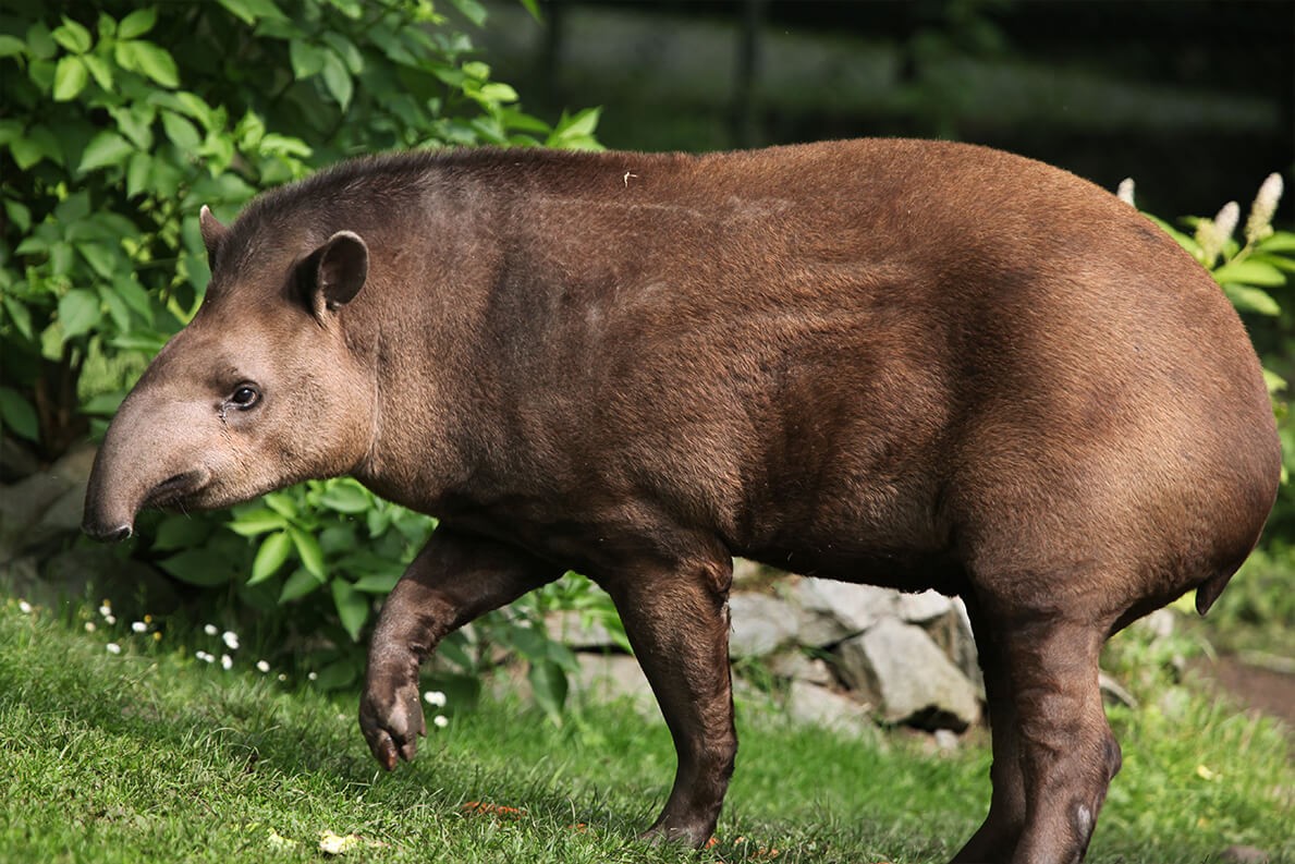 Tapir Corcovado National Park Costa Rica