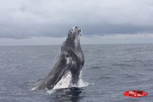 Avistamiento de ballenas jorobadas Costa Rica