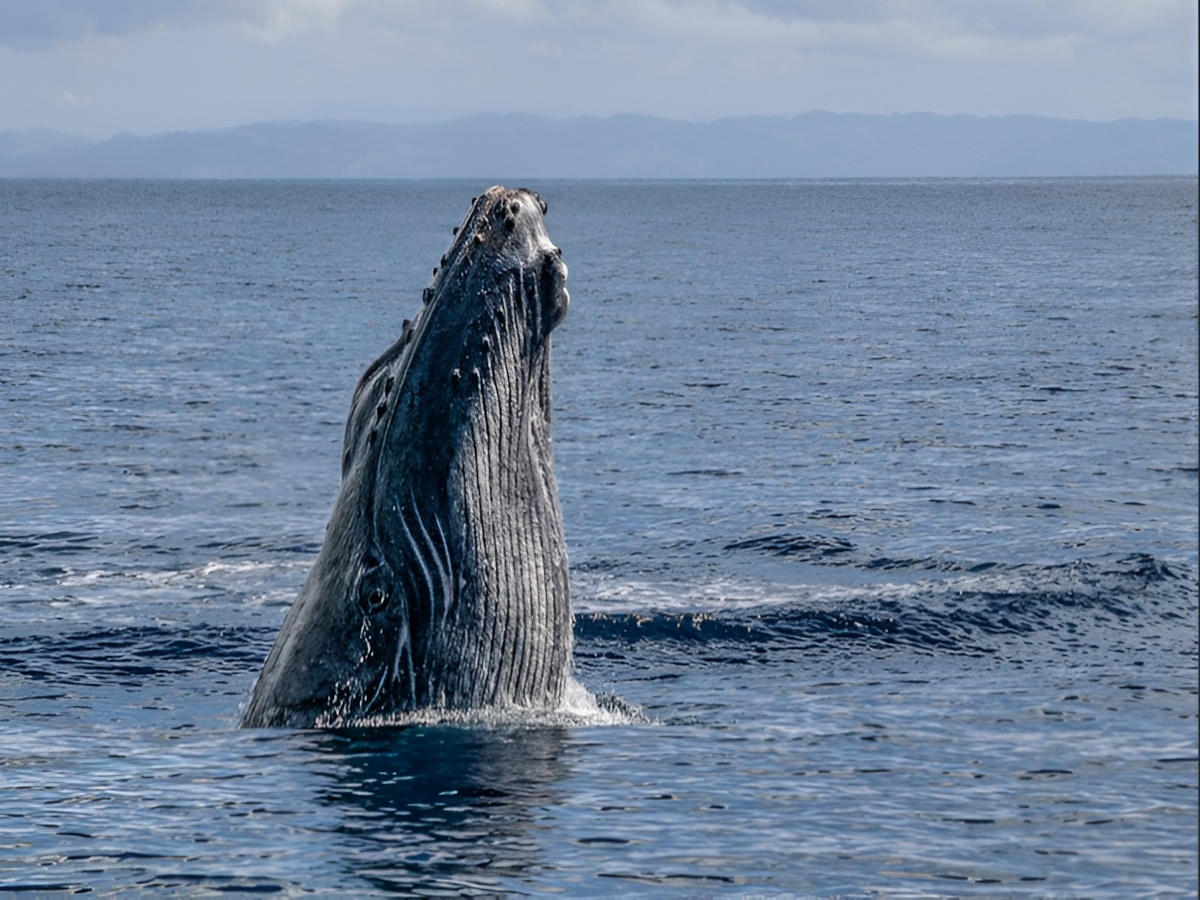 Ballena jorobada mirando