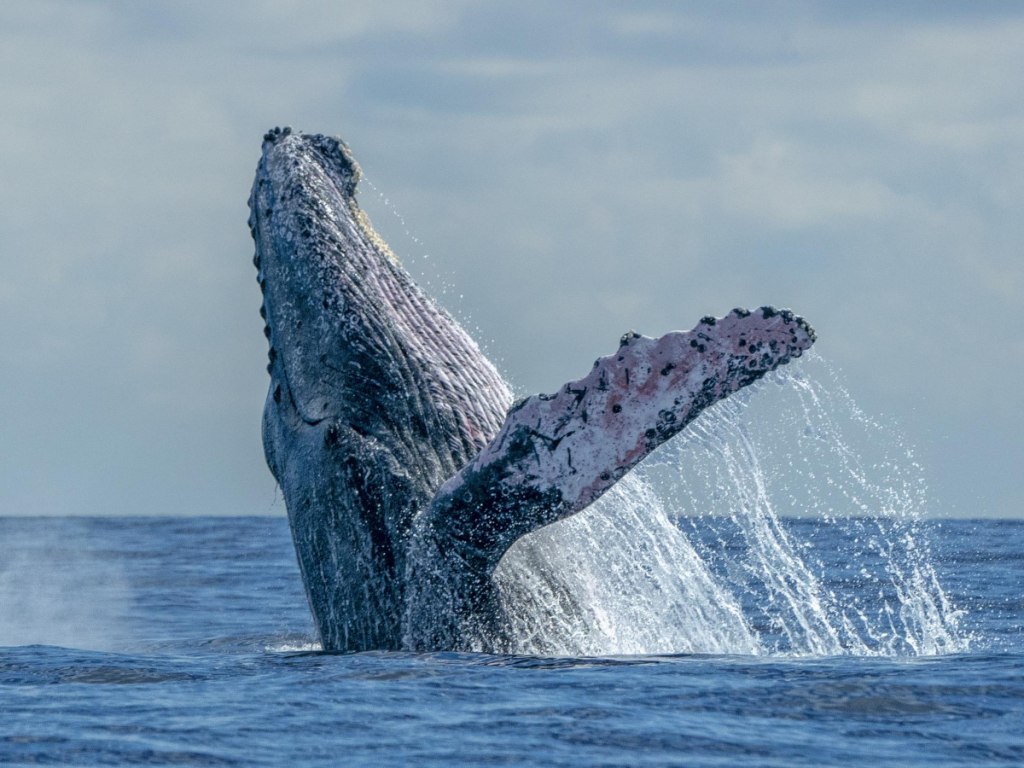 ballena jorobada saltando sobre su espalda