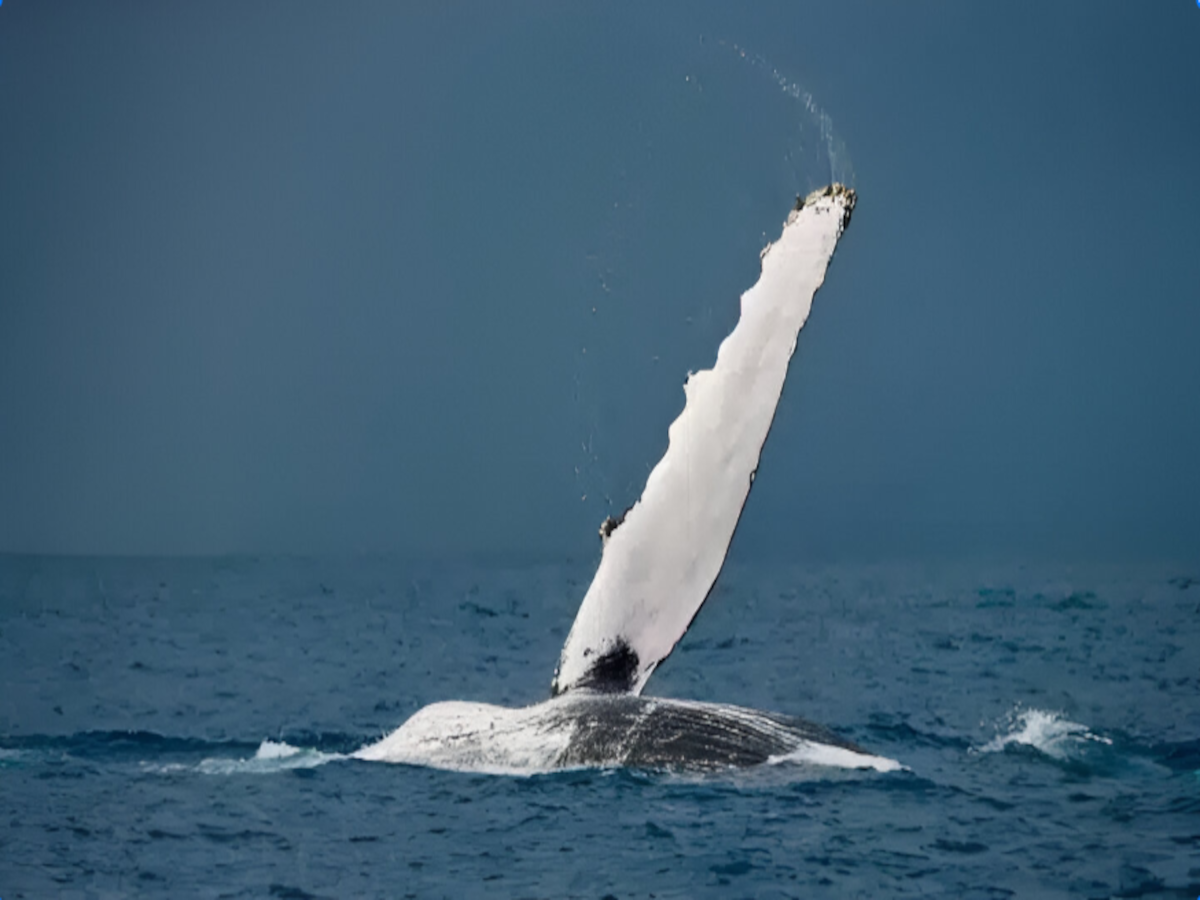 ballena jorobada saludando