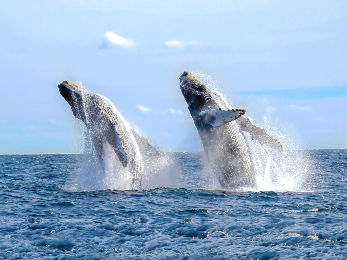 porque saltan las ballenas jorobadas