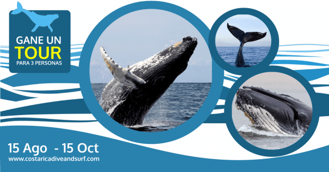 Gane un Tour para ver a las ballenas jorobadas ! Gane un Tour para ver a las ballenas jorobadas !