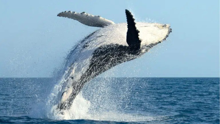 Humback whale jumping out of the water