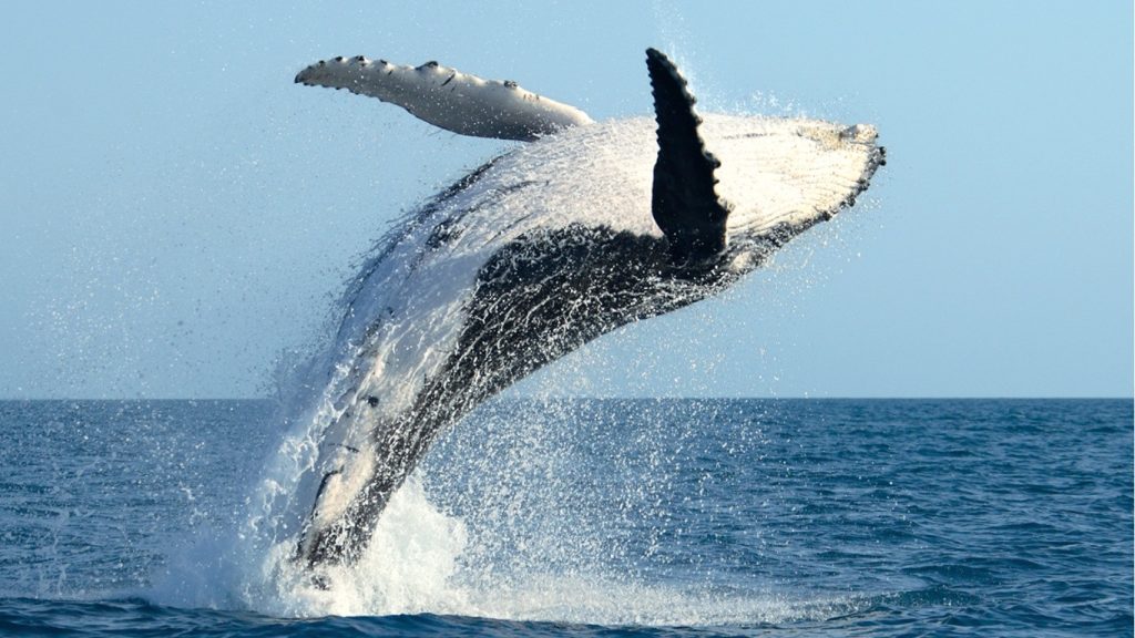 humpback whale breaching