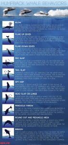 Infograma comportamientos ballenas jorobadas