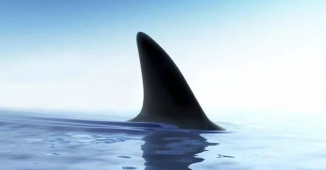 10 Things deadlier than Sharks 10 Things deadlier than Sharks