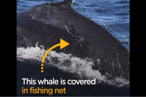 Rescued Whale shows gratitude