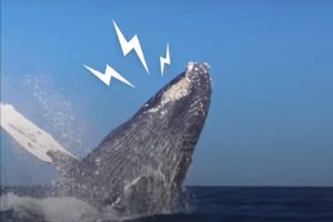 Whale thanks rescuers in a very special way