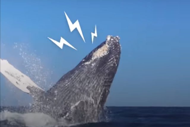 Rescued Whale shows gratitude in The Most Amazing Way Rescued Whale shows gratitude in The Most Amazing Way
