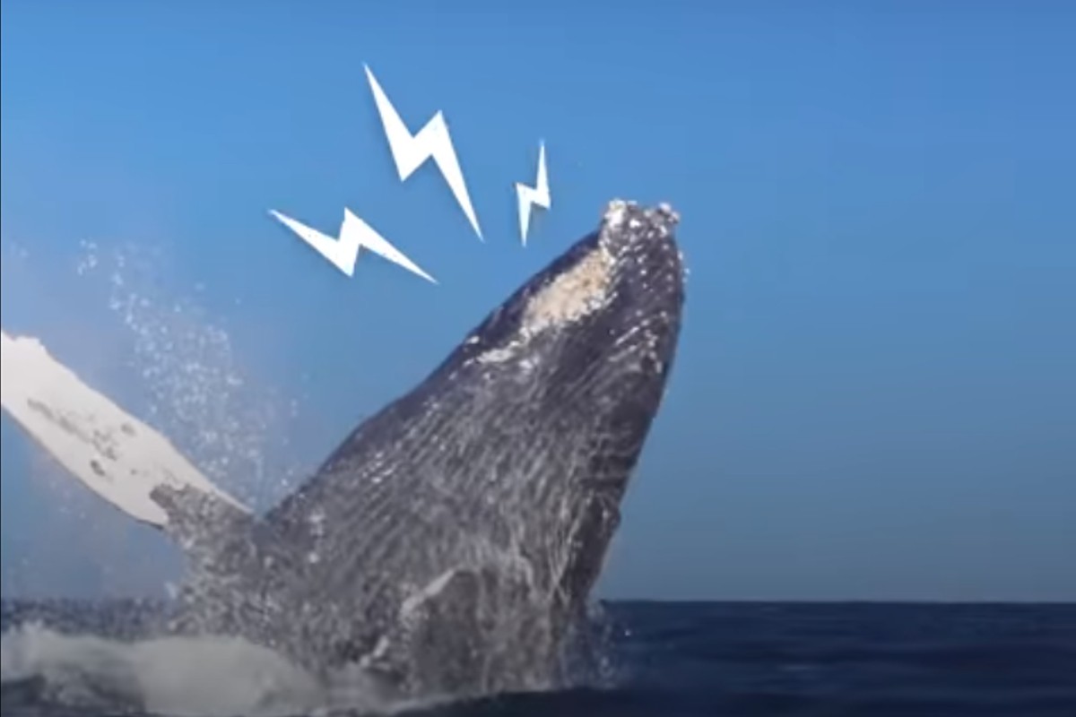 Whale thanks rescuers in a very special way - Costa Rica Dive and Surf