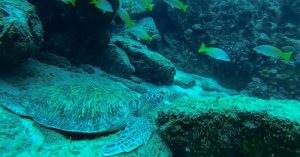 Green turtle at Caño Island Costa Rica diving destination