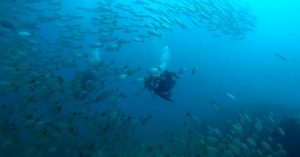 Biodiversity at Caño Island Costa Rica diving destination.