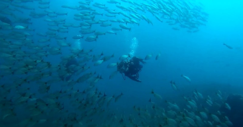 Biodiversity at Caño Island Costa Rica diving destination.