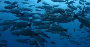 Buceo en el Parque Nacional Marino Ballena