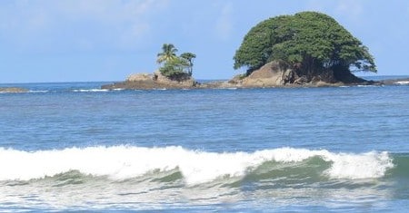 Arbol solitario en la bahia de Dominicalito
