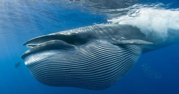 Ballena Azul