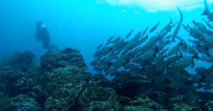 Caño Island Scuba Diving
