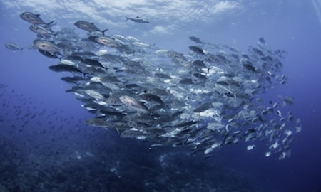 drake bay scuba diving