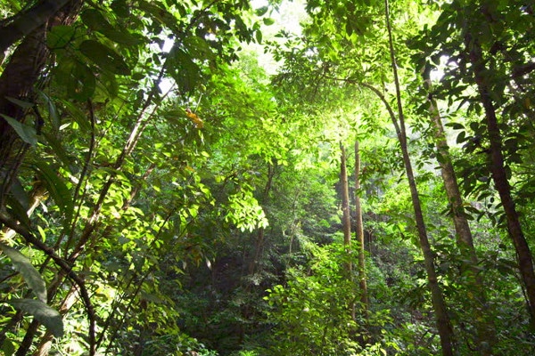 Tours al Parque Nacional Corcovado