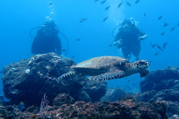 Turtle at Caño Island Scuba Diving