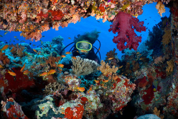 Red sea diving